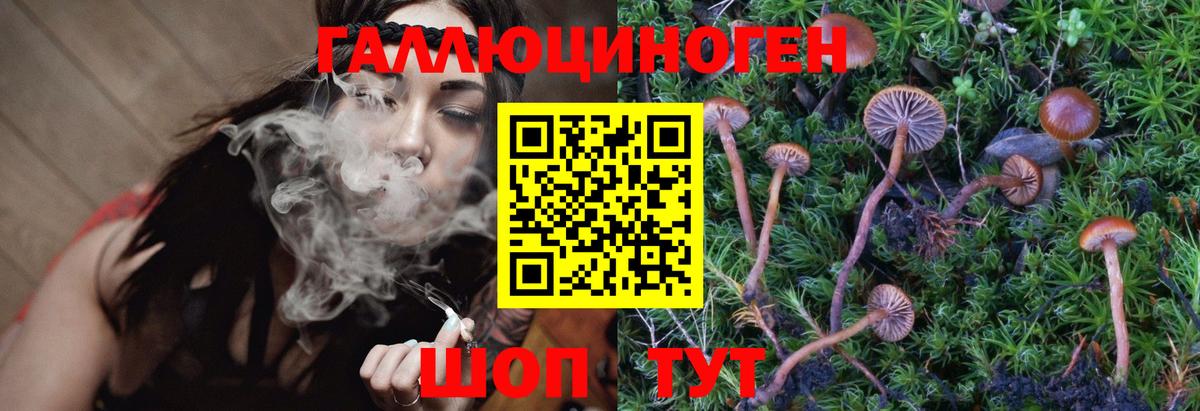 Псилоцибиновые грибы Psilocybe Саров